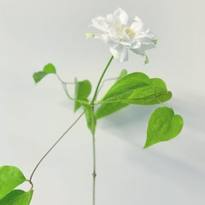 白い八重咲きのクレマチス（2021.11.06）